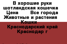 В хорошие руки шотландская кошечка › Цена ­ 7 - Все города Животные и растения » Кошки   . Краснодарский край,Краснодар г.